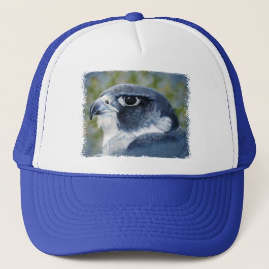 Peregrine Falcon Pet (Voorkant)