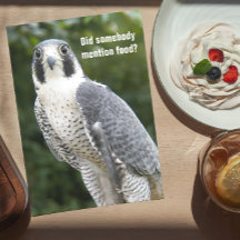 Peregrine Falcon Photo Funny Birthday Kaart