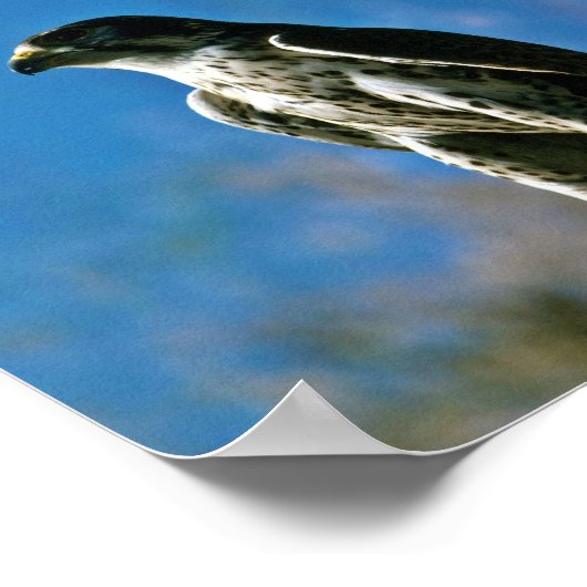 Peregrine Falcon Poster (Hoek)