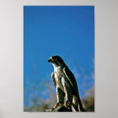 Peregrine Falcon Poster (Voorkant)