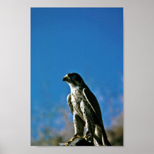 Peregrine Falcon Poster