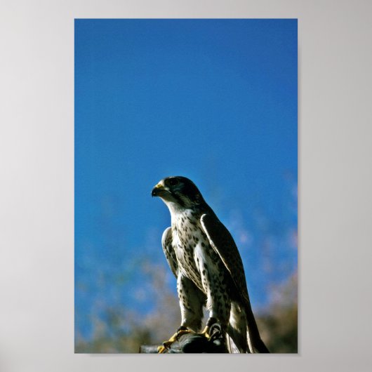 Peregrine Falcon Poster (Voorkant)