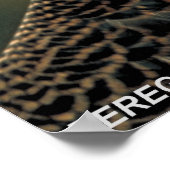 Peregrine Falcon Poster (Hoek)