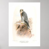 Peregrine Falcon Poster (Voorkant)