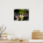 Peregrine Falcon Poster (Keuken)