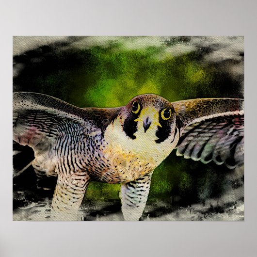Peregrine Falcon Poster (Voorkant)
