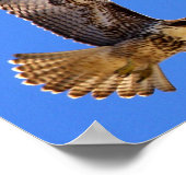 Peregrine Falcon Poster (Hoek)