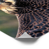 Peregrine Falcon Poster (Hoek)