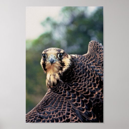Peregrine Falcon Poster (Voorkant)