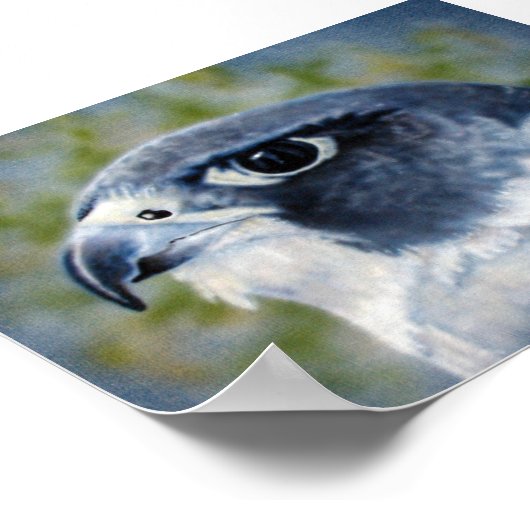 Peregrine Falcon Poster (Hoek)