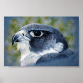 Peregrine Falcon Poster (Voorkant)