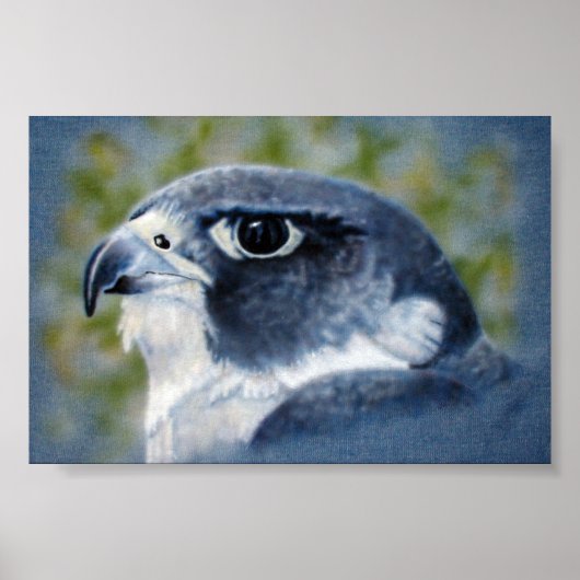 Peregrine Falcon Poster (Voorkant)