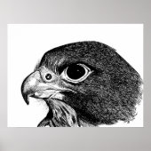Peregrine Falcon Poster (Voorkant)