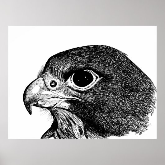 Peregrine Falcon Poster (Voorkant)