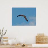 Peregrine Falcon Poster (Keuken)