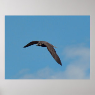 Peregrine Falcon Poster