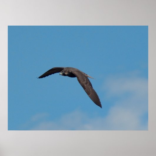 Peregrine Falcon Poster (Voorkant)