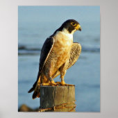 Peregrine Falcon Print (Voorkant)