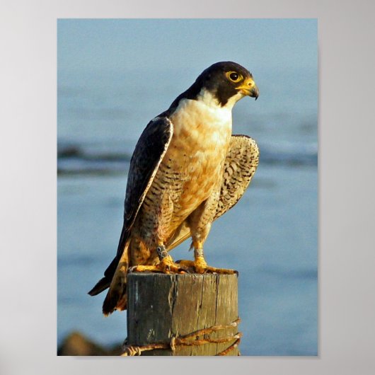 Peregrine Falcon Print (Voorkant)
