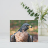 Peregrine Falcon Profile Briefkaart (Staand voorkant)