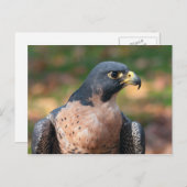 Peregrine Falcon Profile Briefkaart (Voorkant / Achterkant)