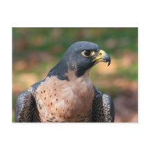 Peregrine Falcon Profile