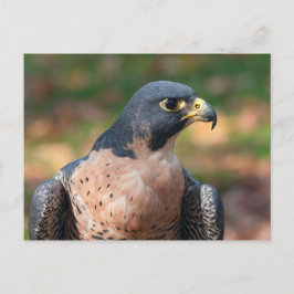 Peregrine Falcon Profile Briefkaart