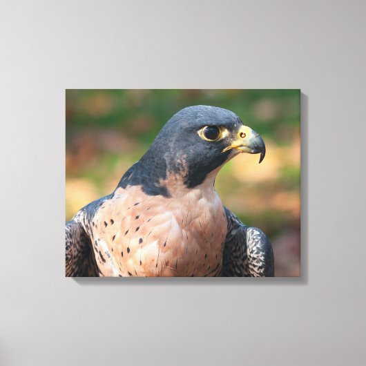 Peregrine Falcon Profile Canvas Afdruk (Voorkant)