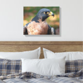 Peregrine Falcon Profile Canvas Afdruk (Insitu (Slaapkamer))