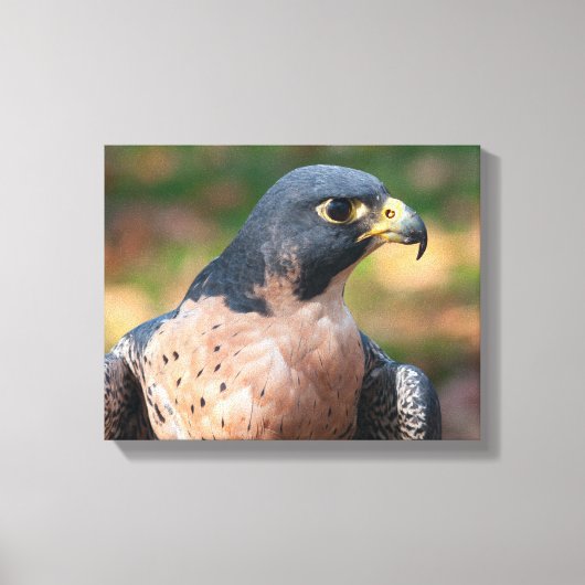 Peregrine Falcon Profile Canvas Afdruk (Voorkant)