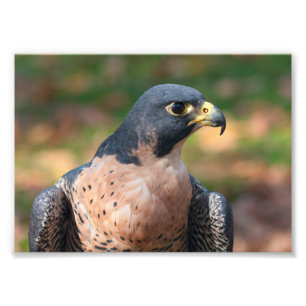 Peregrine Falcon Profile Foto Afdruk