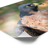 Peregrine Falcon Profile Foto Afdruk (Hoek)