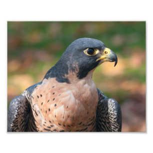 Peregrine Falcon Profile Foto Afdruk