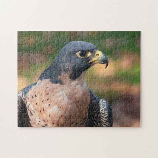 Peregrine Falcon Profile Legpuzzel (Horizontaal)