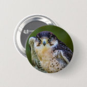 Peregrine Falcon Ronde Button 5,7 Cm (Voorkant /achterkant)