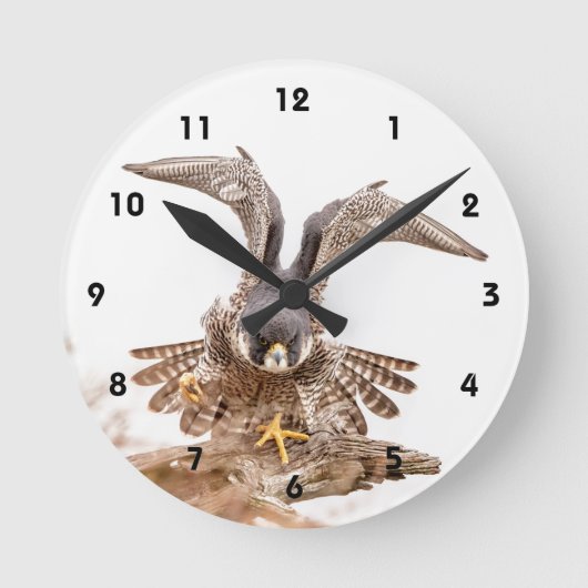 Peregrine Falcon Ronde Klok (Voorkant)