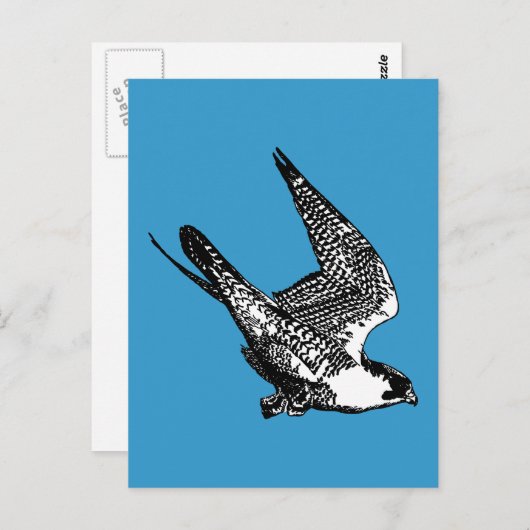 Peregrine Falcon Sketch Briefkaart (Voorkant / Achterkant)