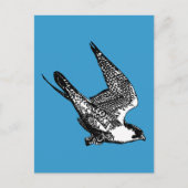 Peregrine Falcon Sketch Briefkaart (Voorkant)