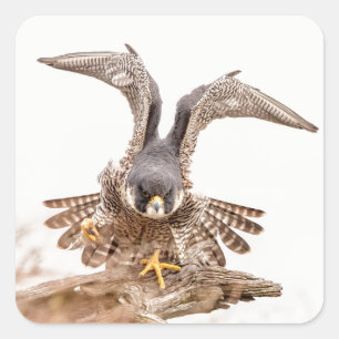 Peregrine Falcon Vierkante Sticker
