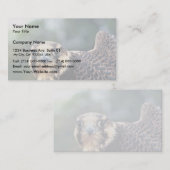 Peregrine Falcon Visitekaartje (Voorkant / Achterkant)