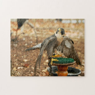 peregrine falcon, vogel van prooipuzzel legpuzzel