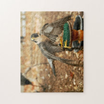 peregrine falcon, vogel van prooipuzzel