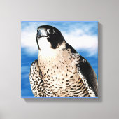 Peregrine Falcon Wrapped Canvas afdrukken (Voorkant)