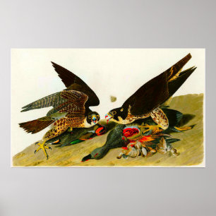 Peregrine Falcons John James Audubon 1838 Poster