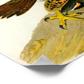 Peregrine Falcons John James Audubon 1838 Poster (Hoek)