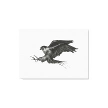Peregrine Havik canvasprint