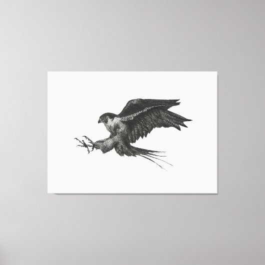 Peregrine Havik canvasprint Canvas Afdruk (Voorkant)
