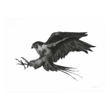 Peregrine Hawk Black White Pen en Ink