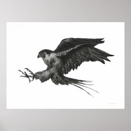 Peregrine Hawk Black White Pen en Ink Poster