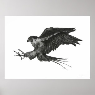 Peregrine Hawk Black White Pen en Ink Poster